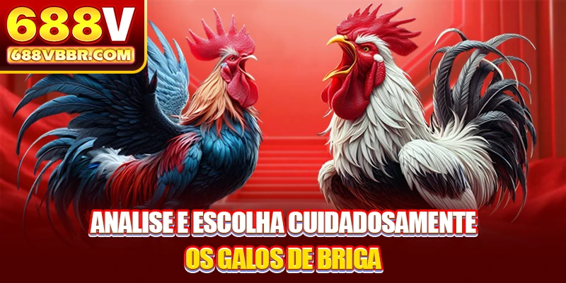 Analise e escolha cuidadosamente os galos de briga