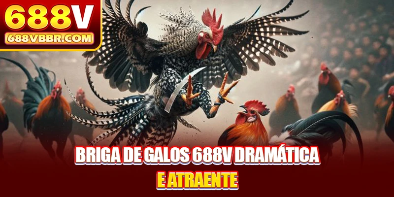 Briga de galos 688V dramática e atraente