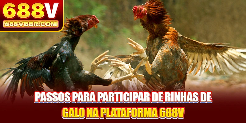 Passos para participar de rinhas de galo na plataforma 688V